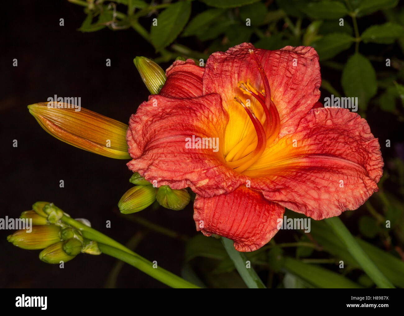 Spektakuläre lebhafte rote Blüte mit gelbem Schlund & Knospen der Taglilien "Bangkok Belle" auf schwarzem Hintergrund Stockfoto