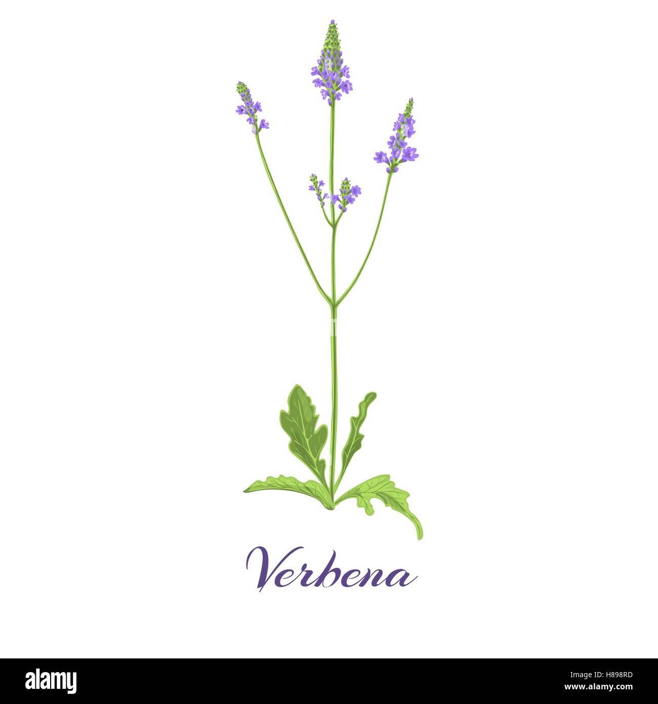 Blühende Eisenkraut. Blätter, Blüten und Blumen-Vektor-illustration Stock Vektor