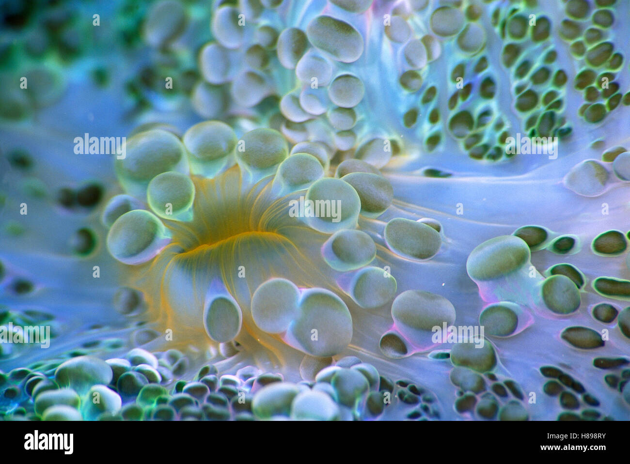 Corallimorpharian (Discosoma sp) Mund, 70 Fuß tief, Salomonen Stockfoto
