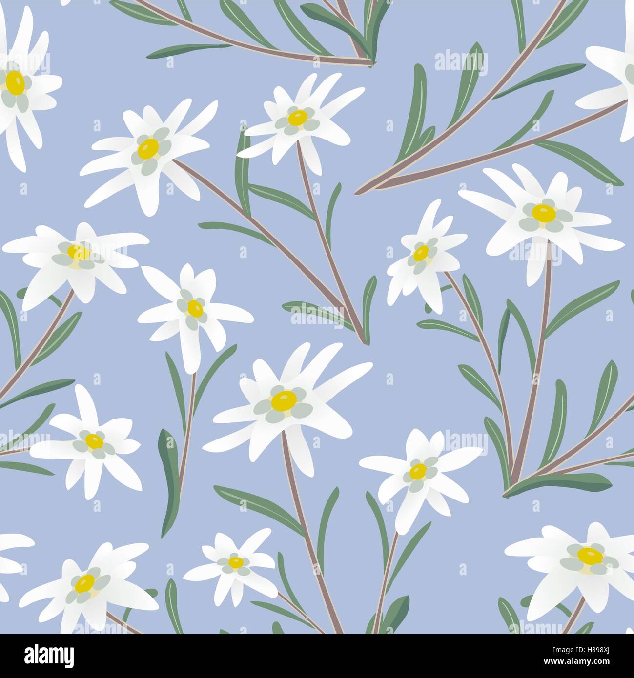 Nahtlose Muster mit Edelweiss Blumen. Vektor-Illustration. Stock Vektor