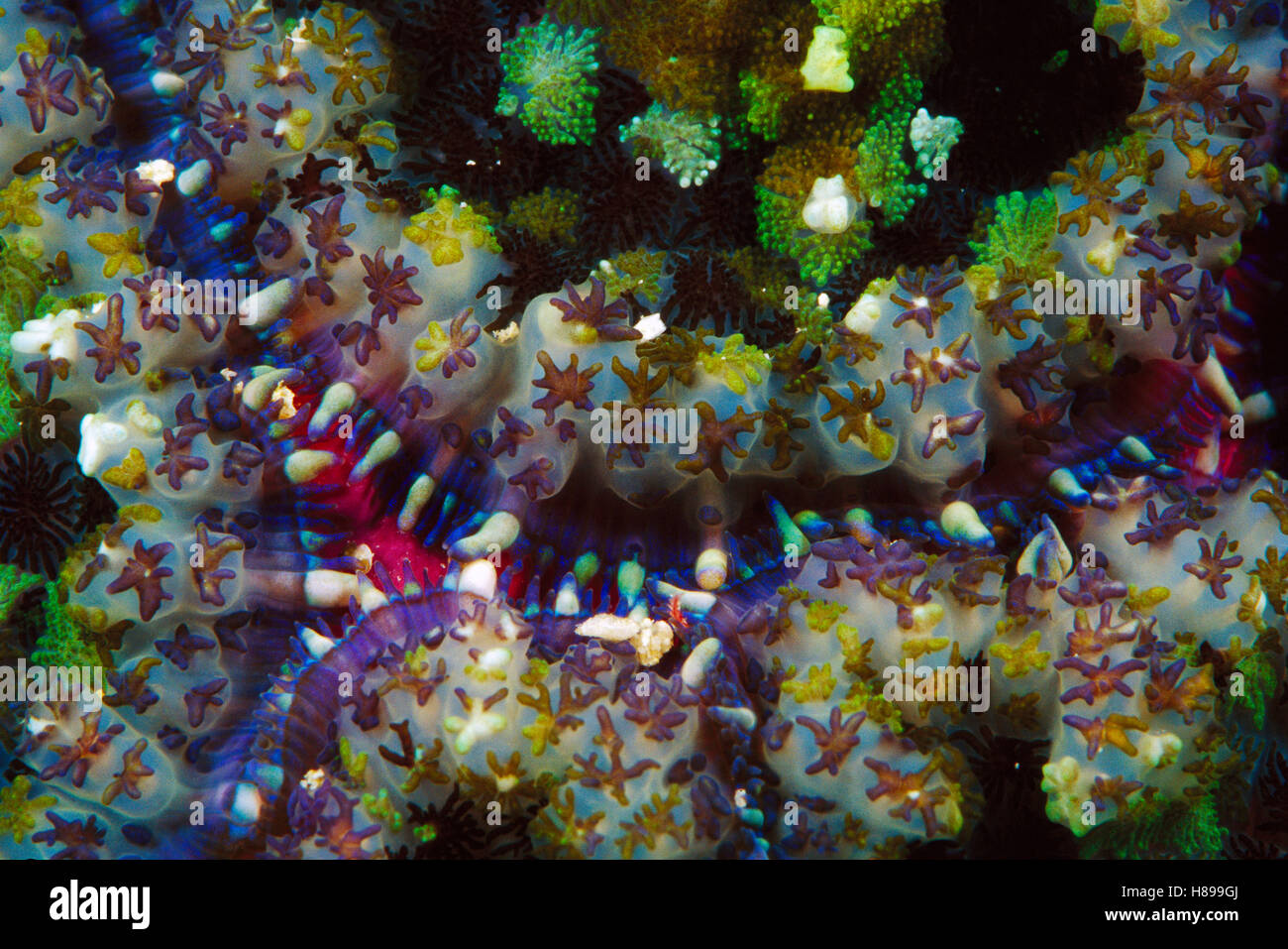 Corallimorpharian (Discosoma sp) 70 Fuß tief, Salomonen Stockfoto