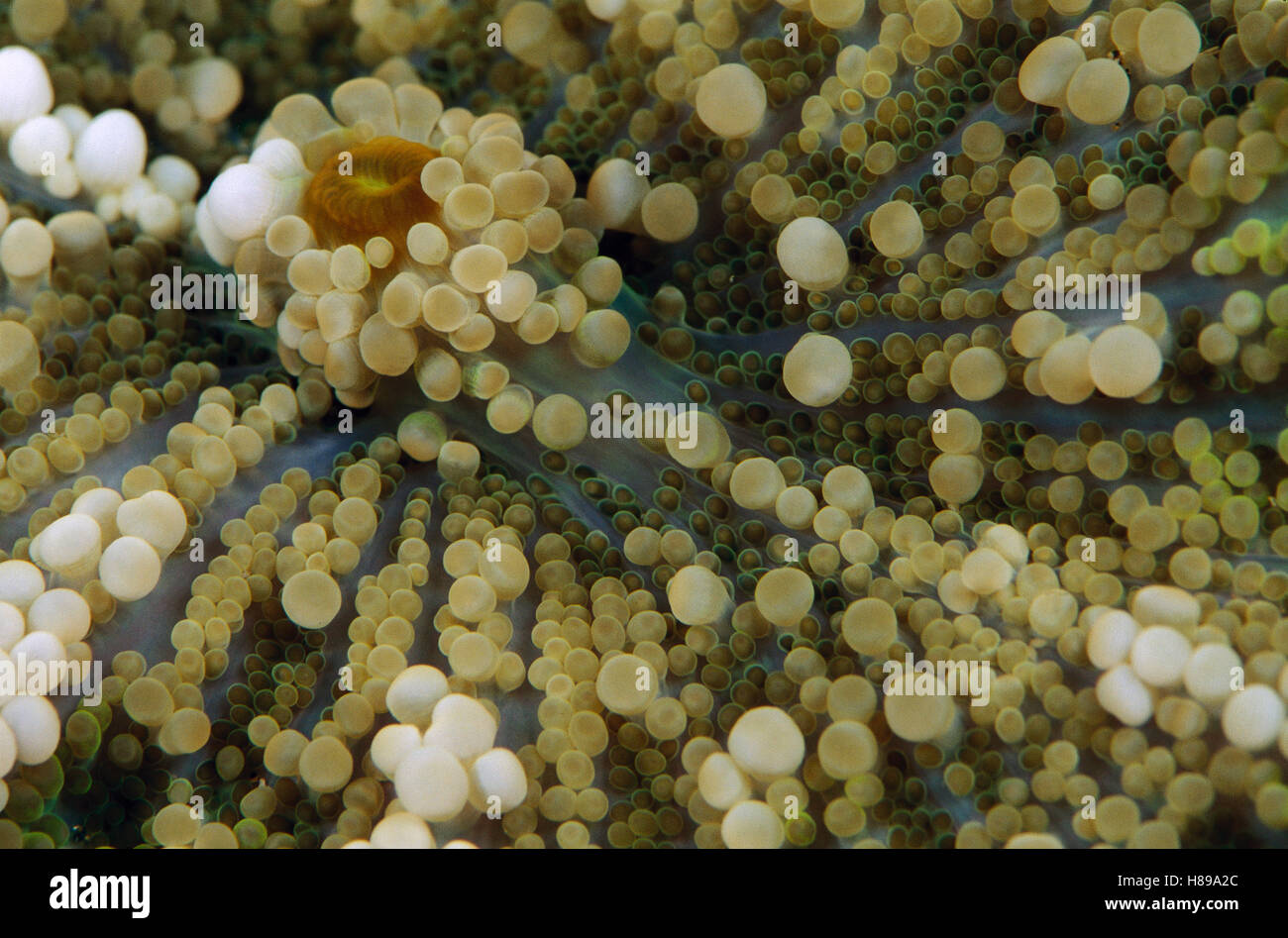 Corallimorpharian (Ricordea sp) Detail, Indonesien Stockfoto