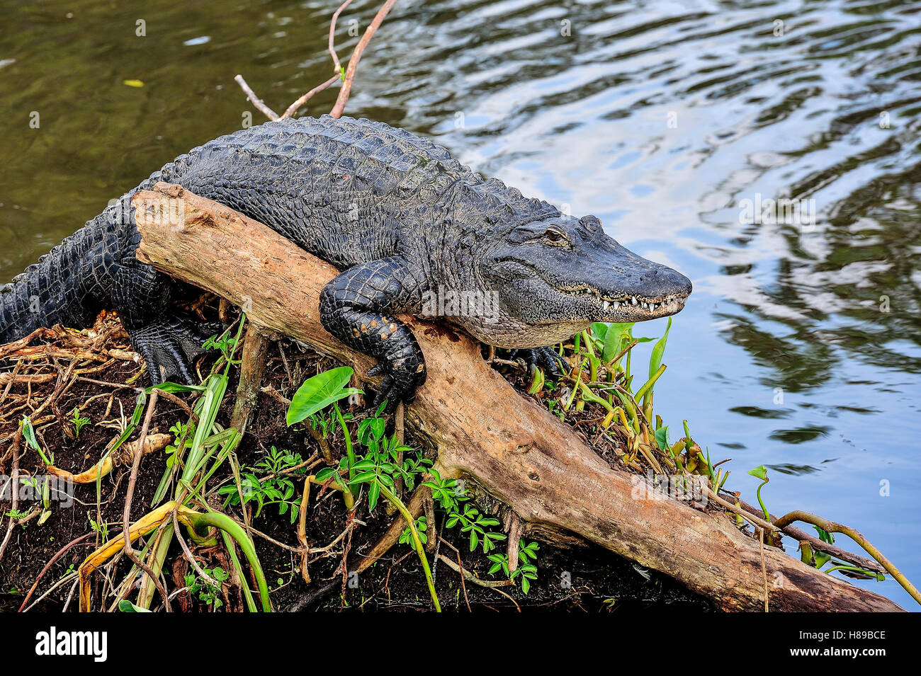 Amerikanischer alligator Stockfoto
