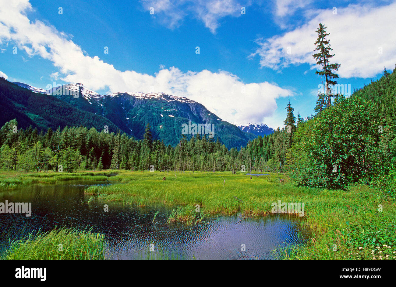 Salmon River, Tongass National Forest, Hyder, Alaska, USA Stockfoto