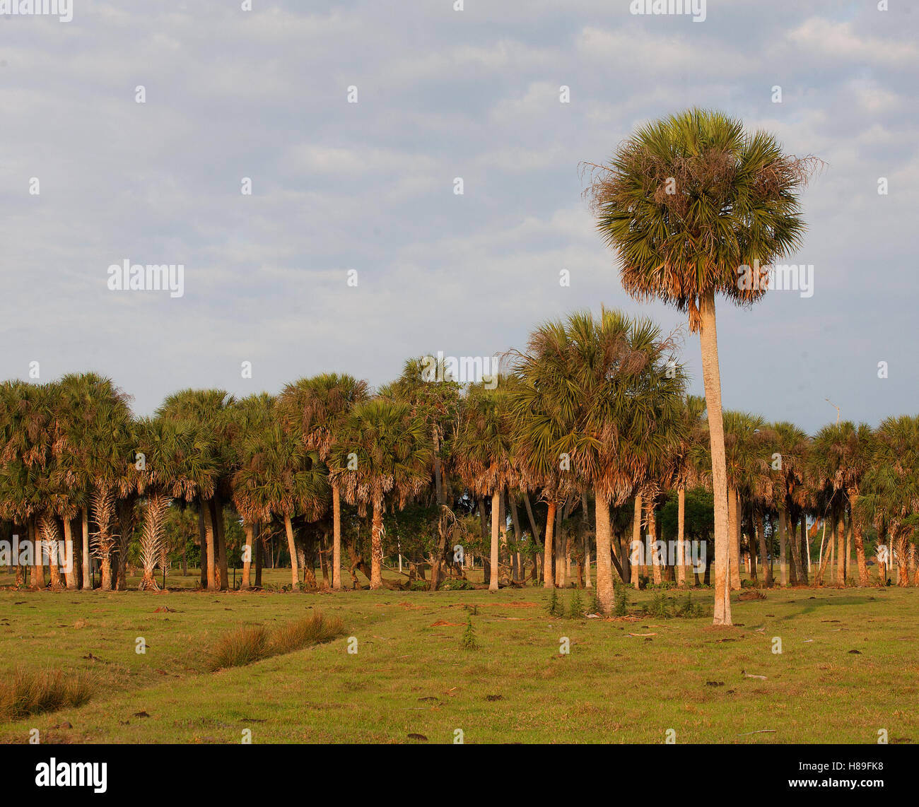 Dicken Ständer von Palmen in der Nähe ein Florida-Feld Stockfoto