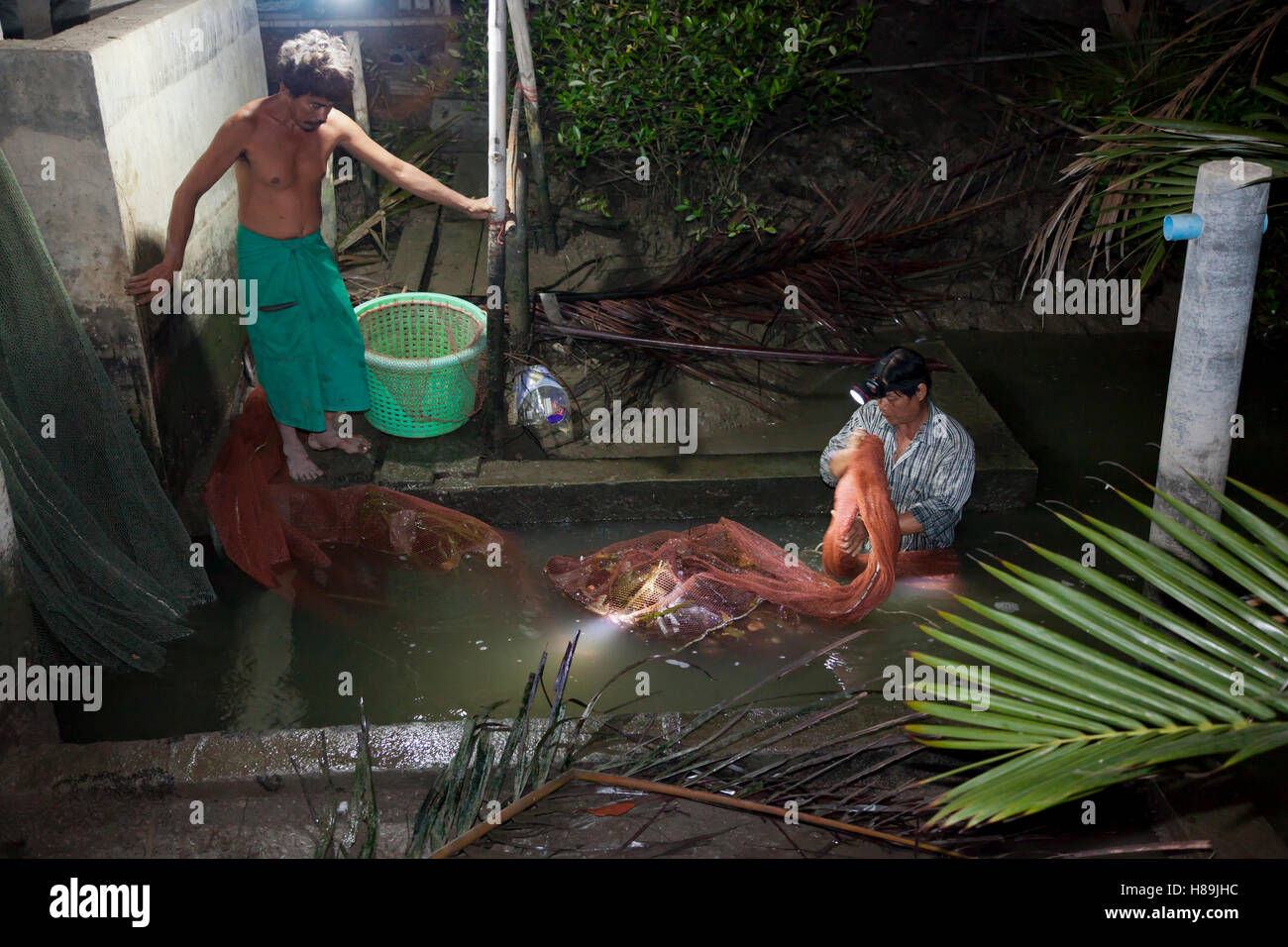 Zwei Arbeiter sammeln, dass Garnelen in einem Beutel-Netz befestigt, um die Schleuse geöffnet während abfließende Flut an ein Bio Garnelen Fa erwischt Stockfoto