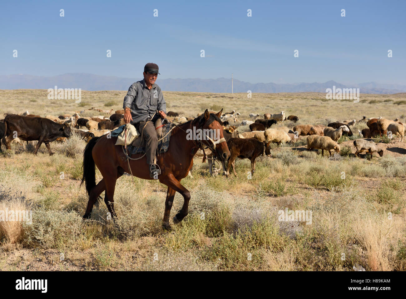 Kasachischen Cowboy zu Pferd herding Rinder und Schafe, die in der Steppe von Kasachstan Zhongar Alatau Gebirge Stockfoto