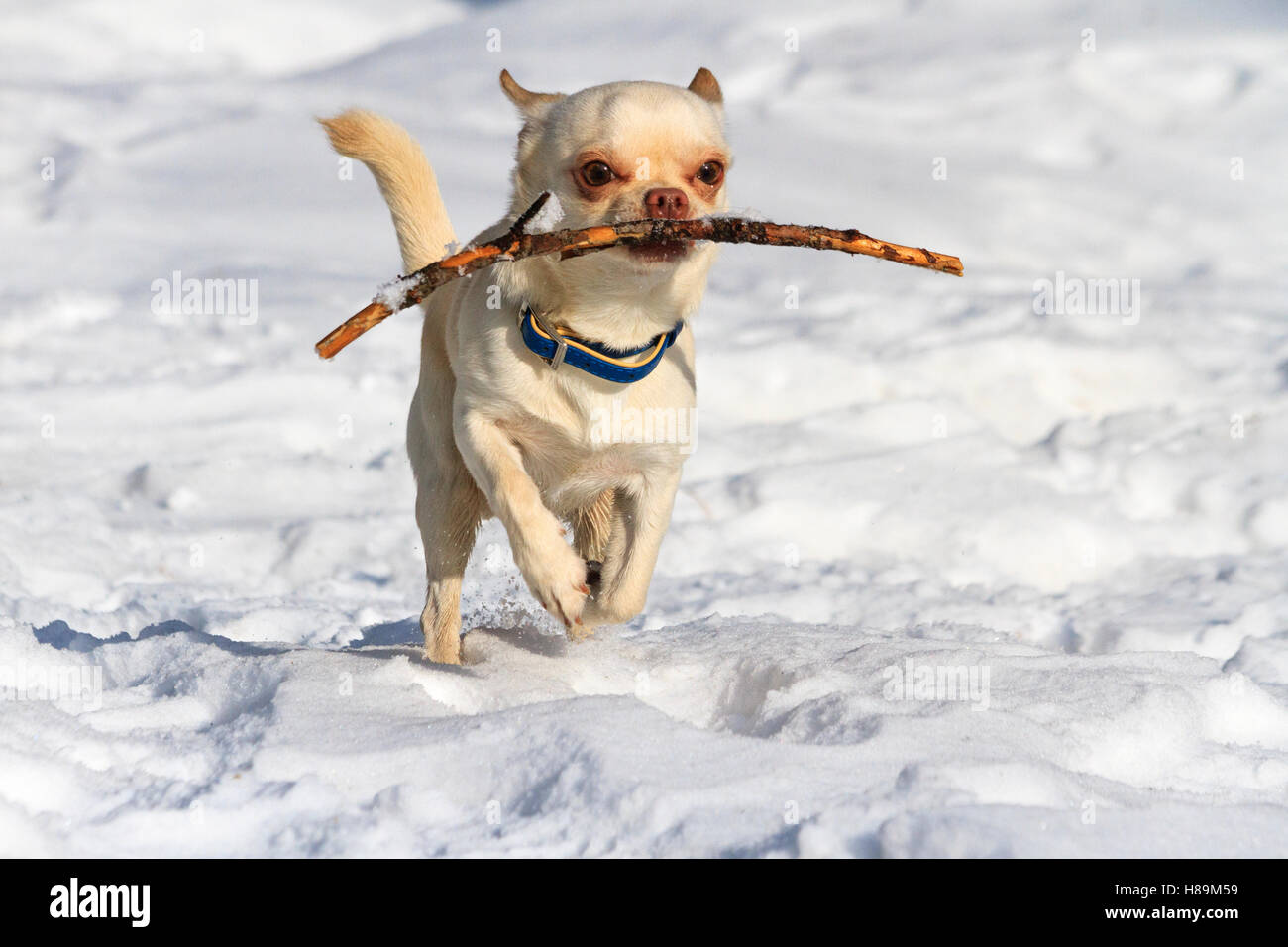 Chihuahuas laufen im Schnee und eine Zweigstelle Stockfoto
