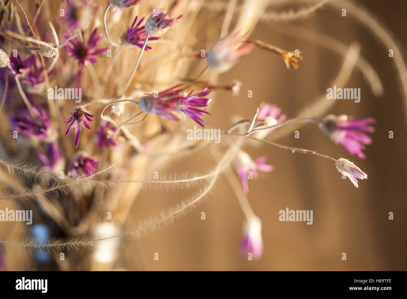 Lila Blumen Blumenstrauß in Vase auf weißem isoliert. Postkarte dekorative Details. Getönt mit altmodischen Weich sepia Farben. Stockfoto