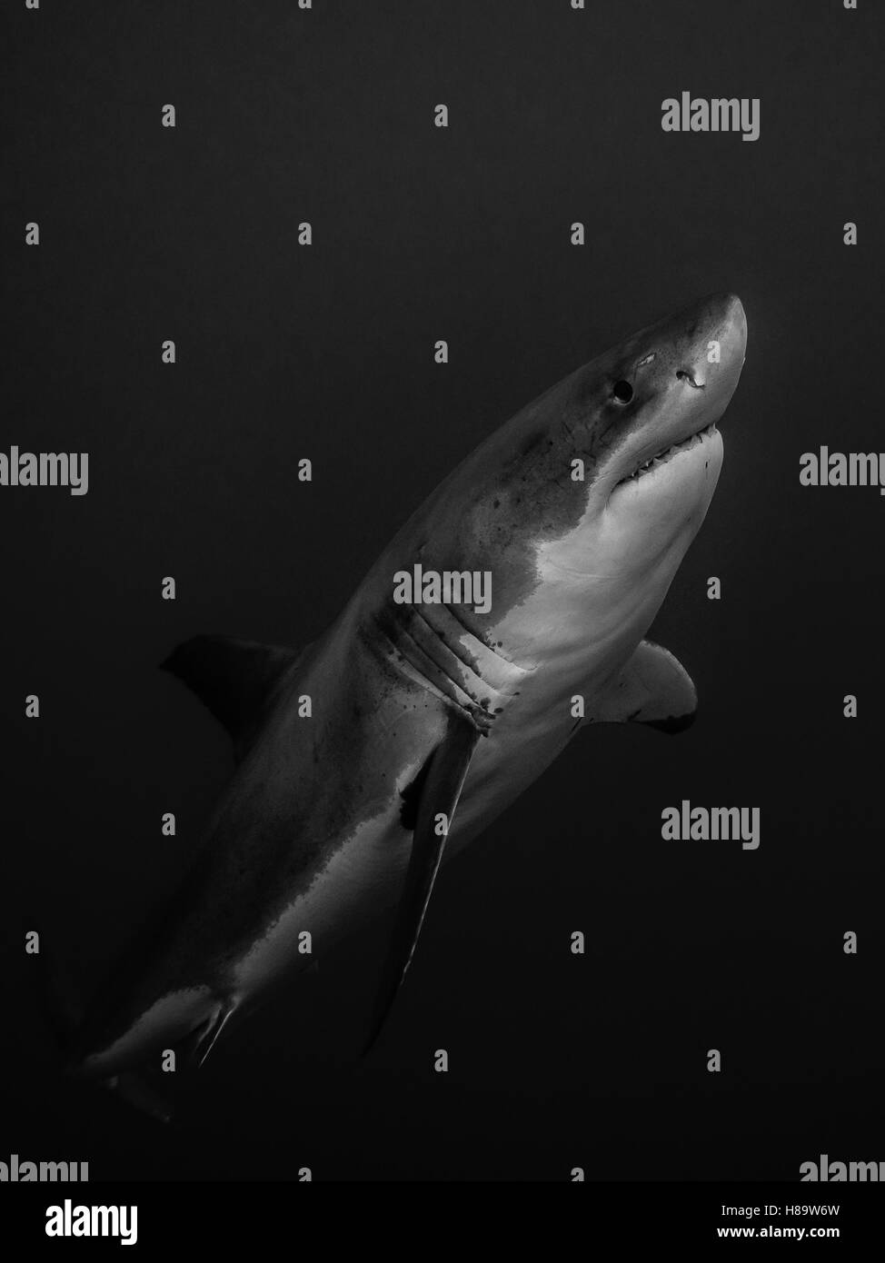 Der weiße Hai aus der Tiefe in den Pazifischen Ozean Stockfoto