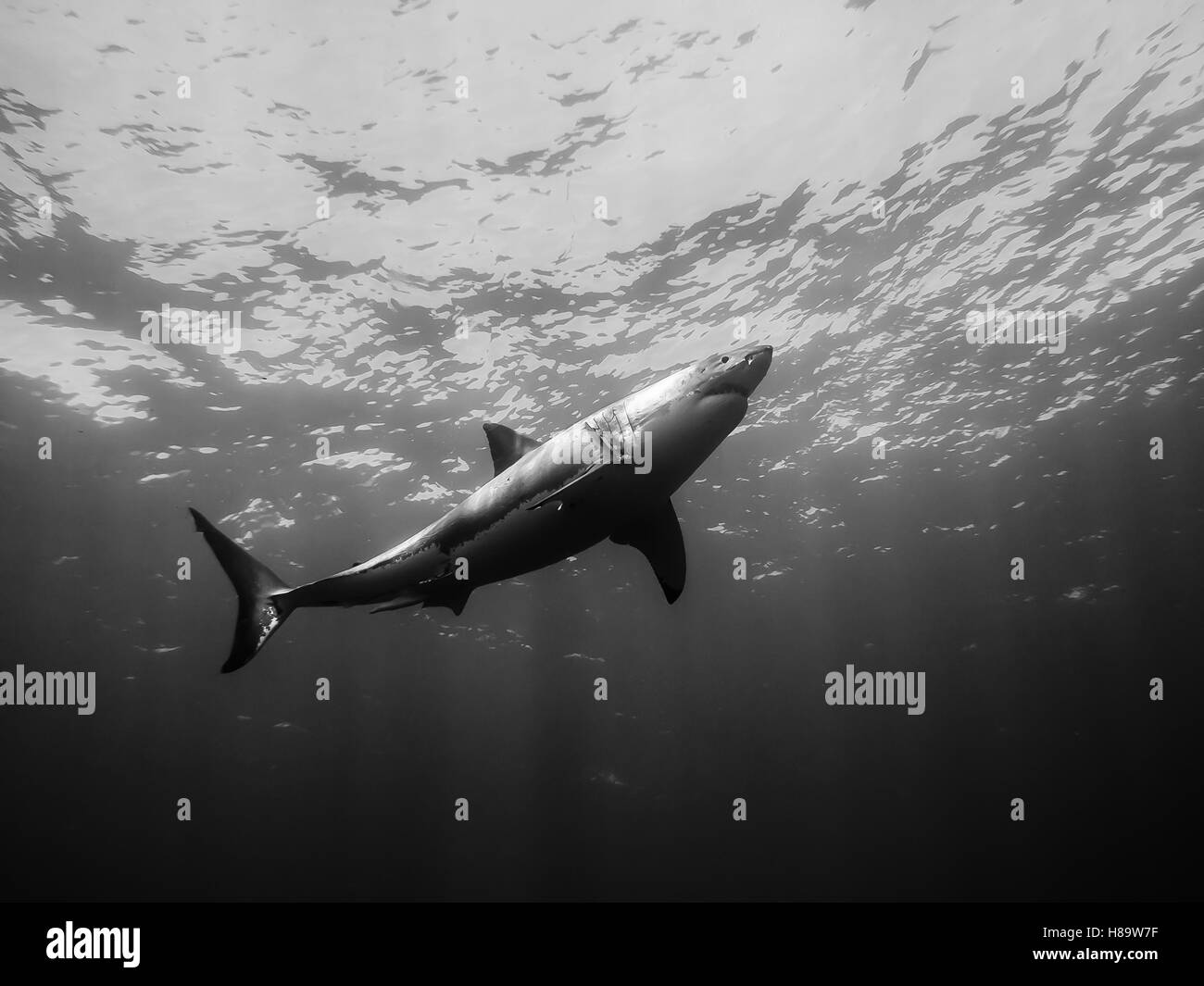 Great White Shark hinauf zur Oberfläche im Pazifischen Ozean auf der Insel Guadalupe in Mexiko Stockfoto