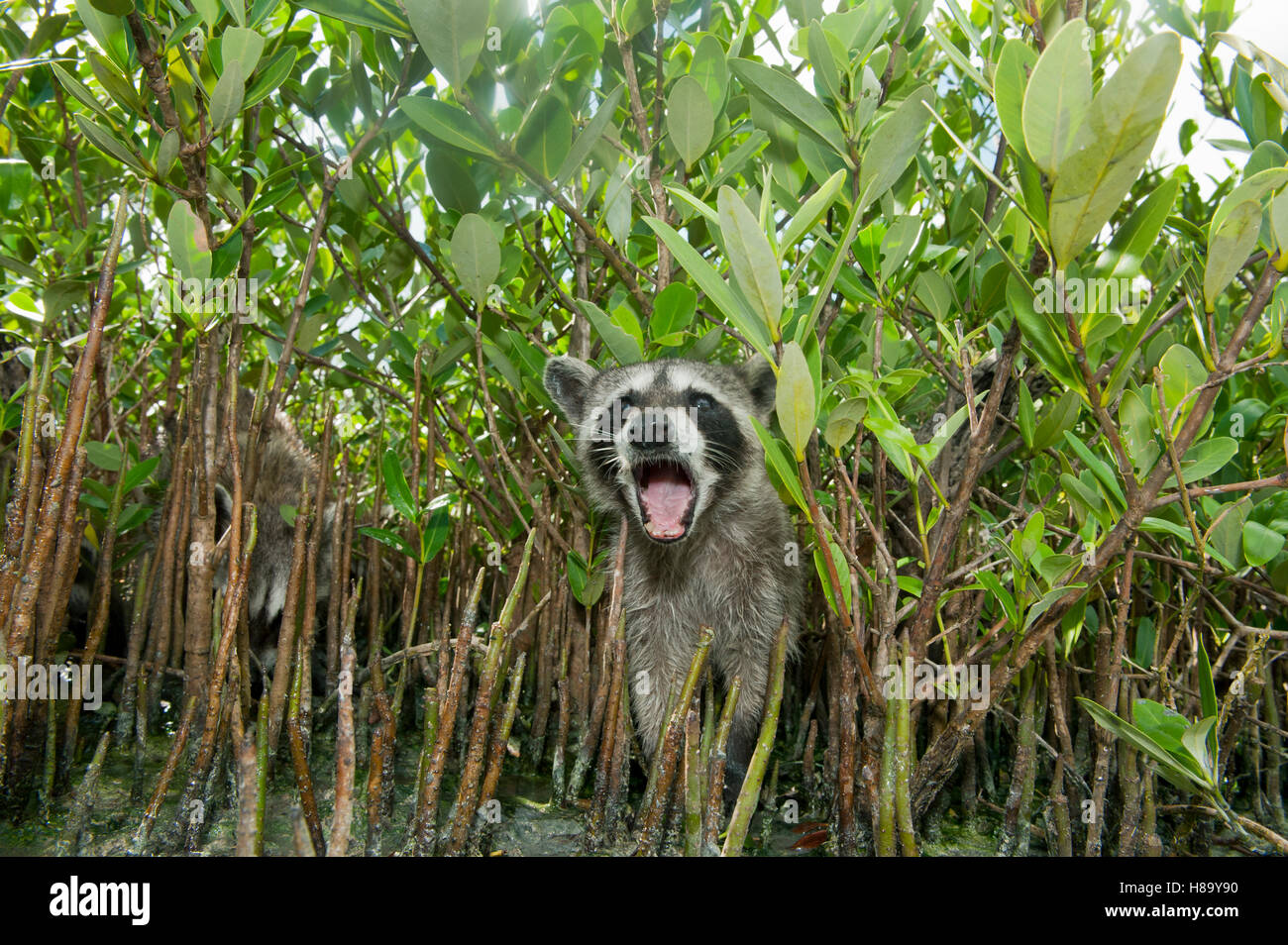 Pygmy Raccoon (Procyon Pygmaeus) vom Aussterben bedroht, die Insel Cozumel, Mexiko. Weniger als 500 bleiben bestehen. Stockfoto