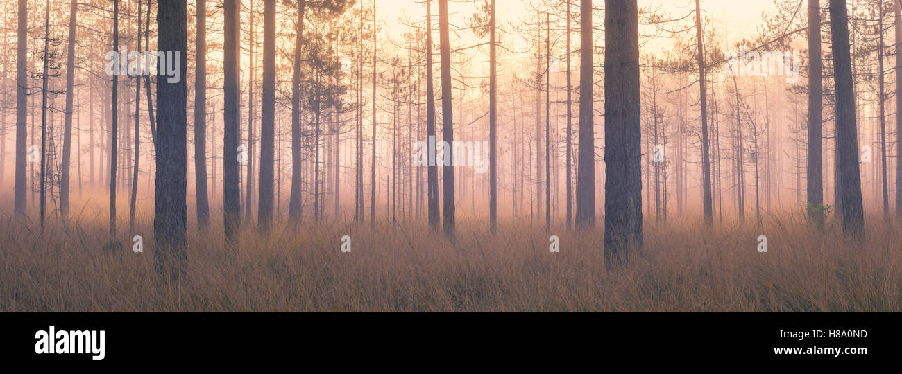 Wareham Wald, Dorset, England, UK Stockfoto