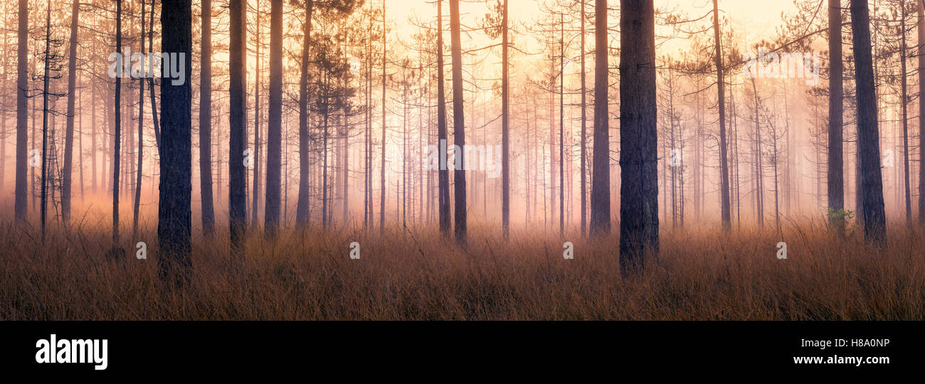 Wareham Wald, Dorset, England, UK Stockfoto