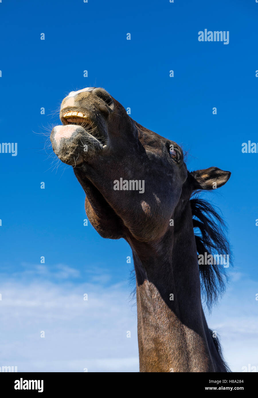 Pferd Naying. Stockfoto