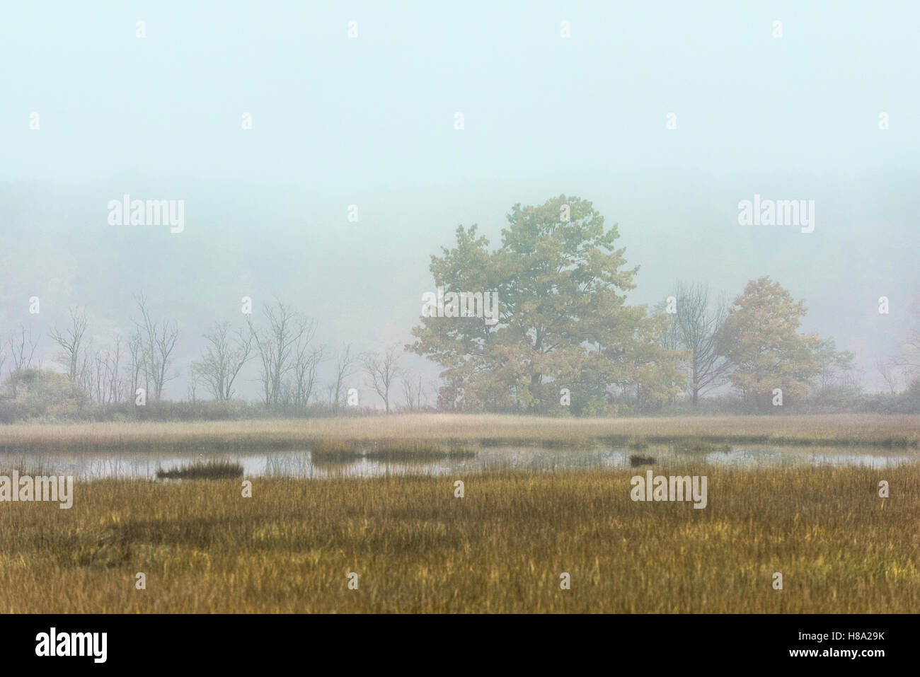 Herbst-Feld in weichen Morgennebel, Scarborough, Maine, USA. Stockfoto