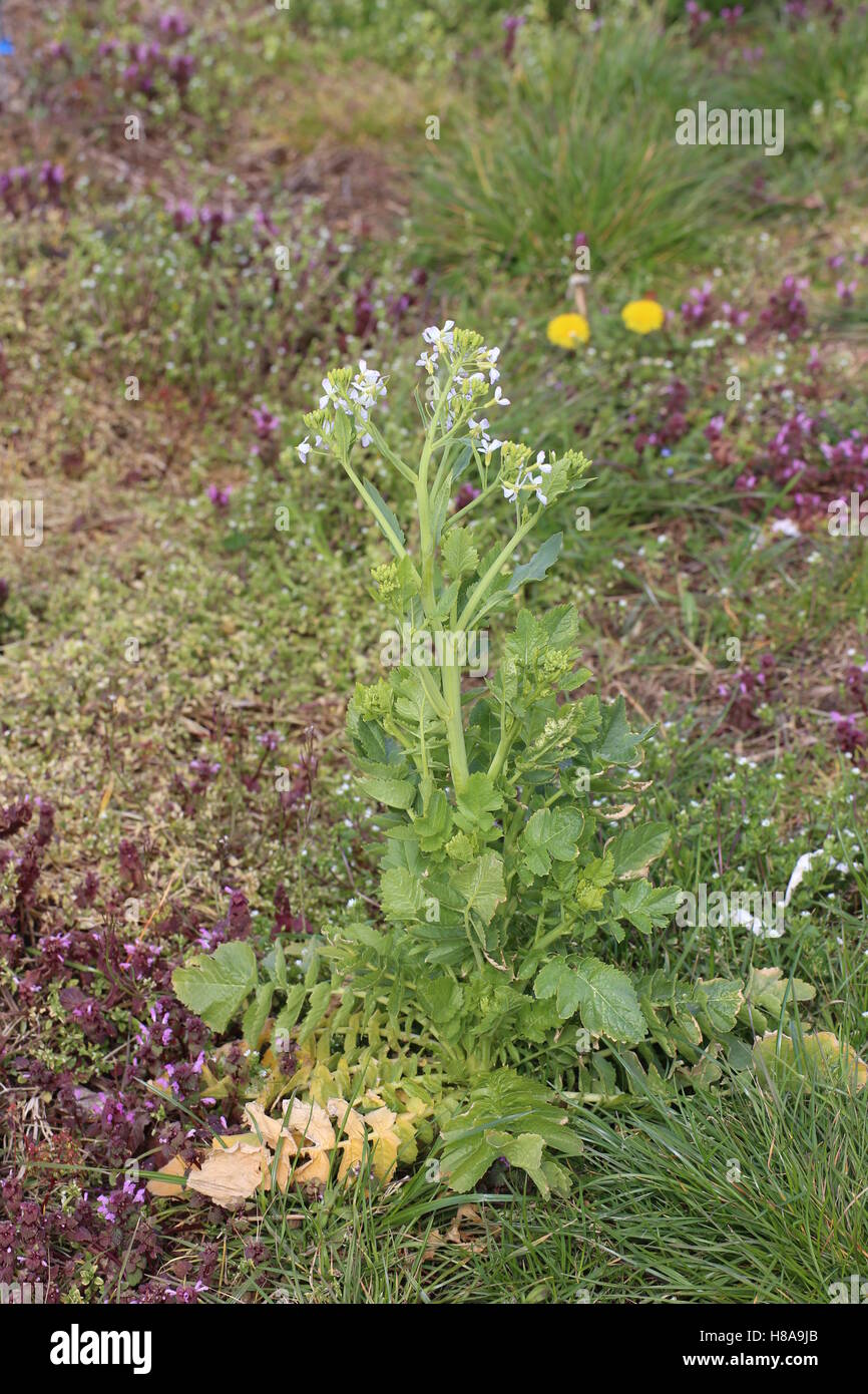 Rettich (Raphanus Sativus) Blütezeit im Frühjahr Stockfotografie - Alamy