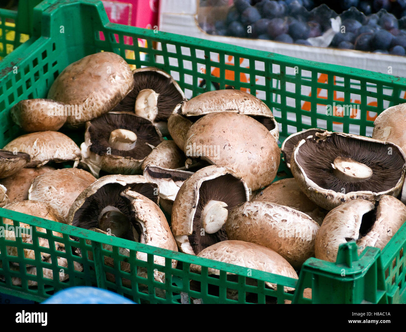 Portobello, Pilze Portabella 'Cappellone', großen Hut in einem Korb auf einem Markt in Dublin, Irland, Europa Stockfoto