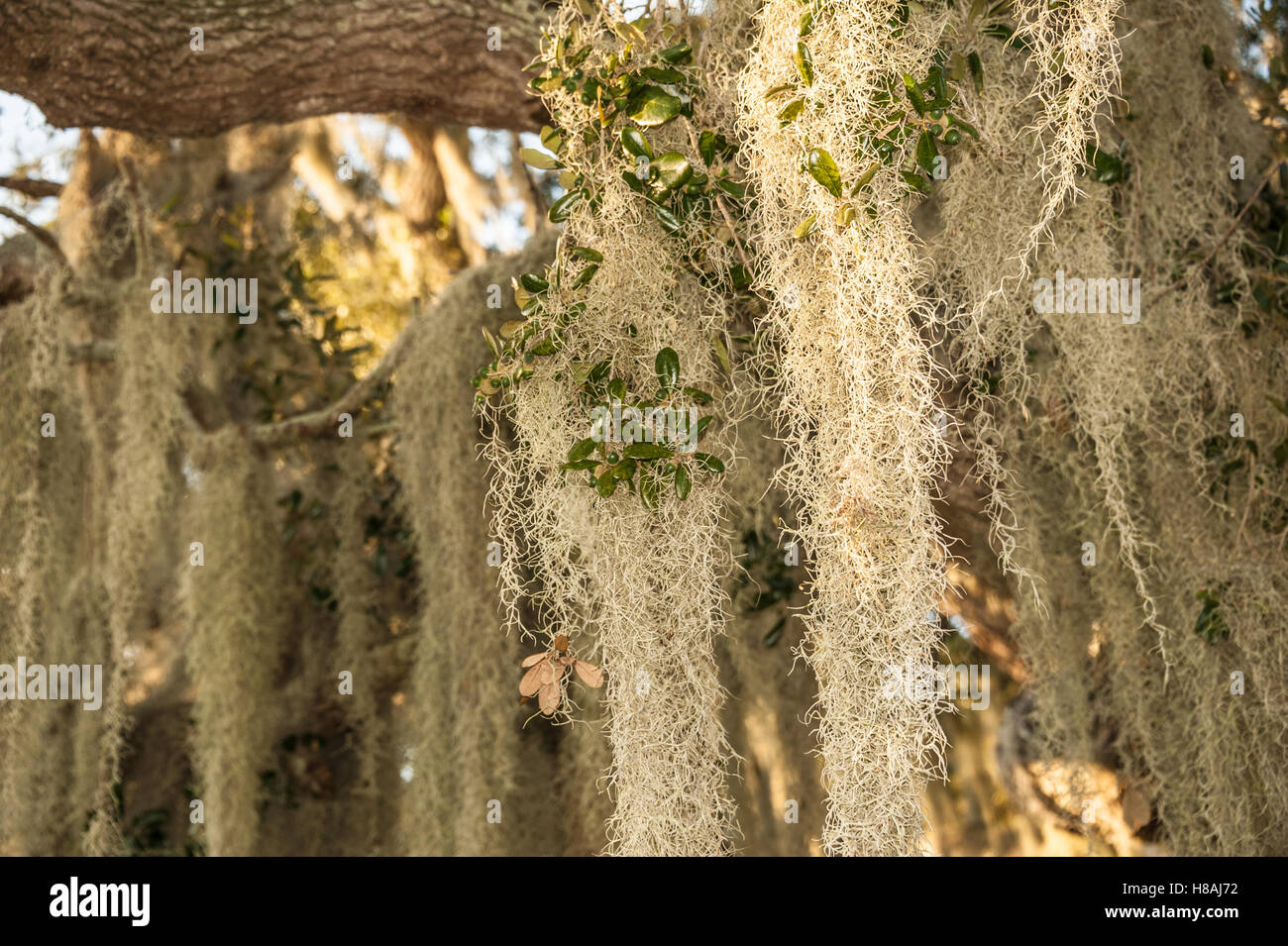 Spanisches Moos (Tillandsia usneoides), das an den Gliedmaßen einer Florida-Eiche hängt. (USA) Stockfoto