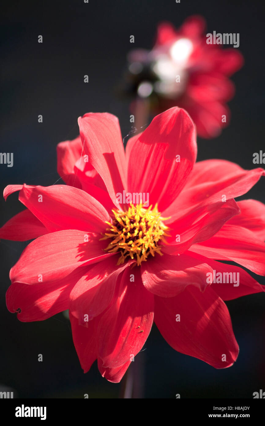 Blume Dahlie (Dahlia Pinnata Cav) Stockfoto