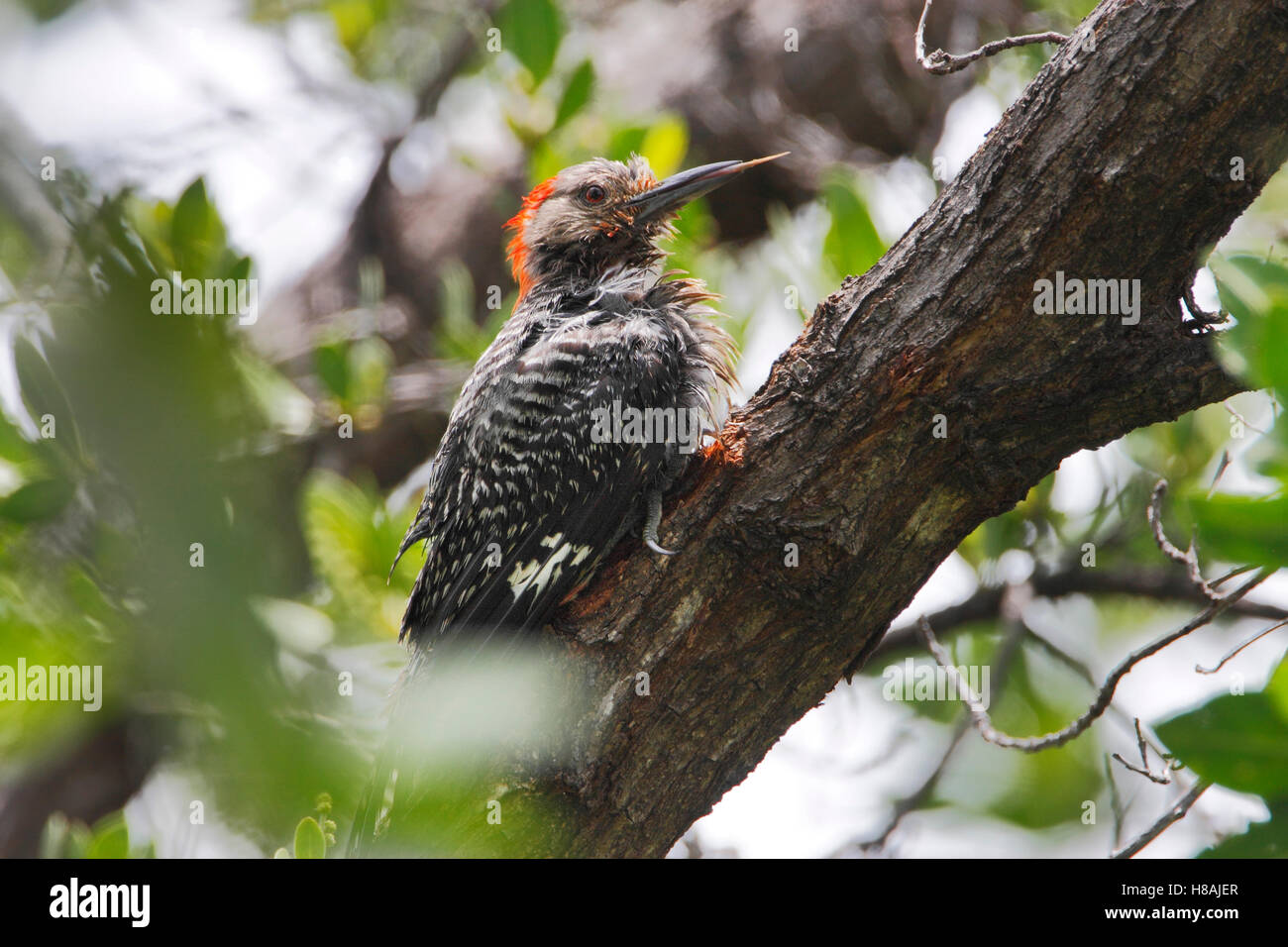 Rotbauch-Specht (Melanerpes Carolinus) im Baum, Curry Hängematte State Park, Florida, USA Stockfoto