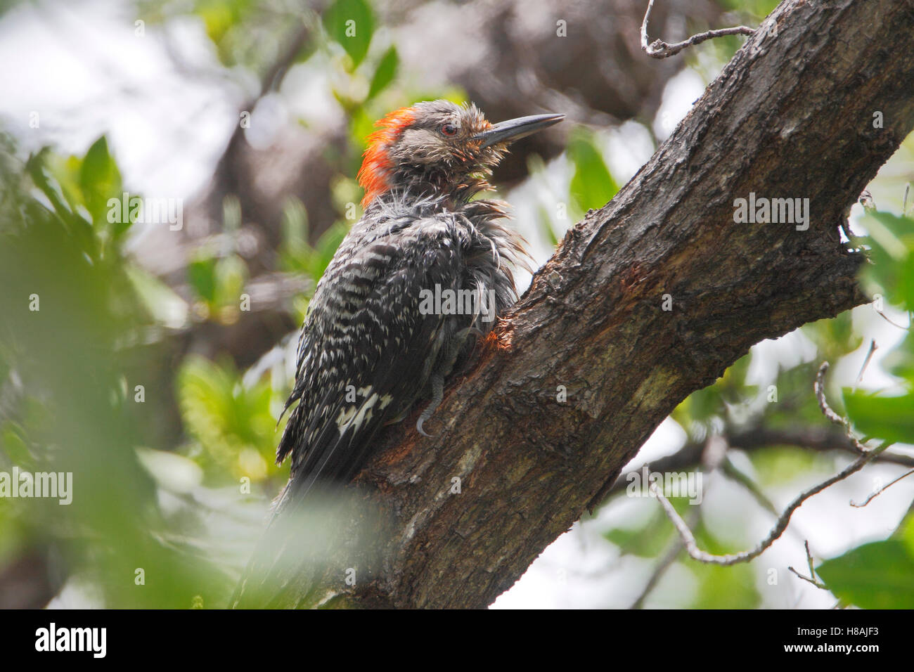 Rotbauch-Specht (Melanerpes Carolinus) im Baum, Curry Hängematte State Park, Florida, USA Stockfoto