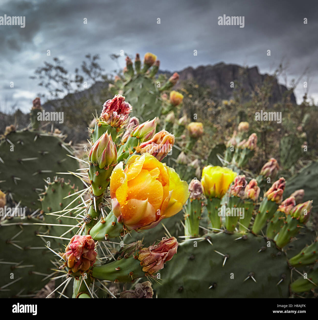 Wildblumen in der Wildnis Aberglaube Stockfoto