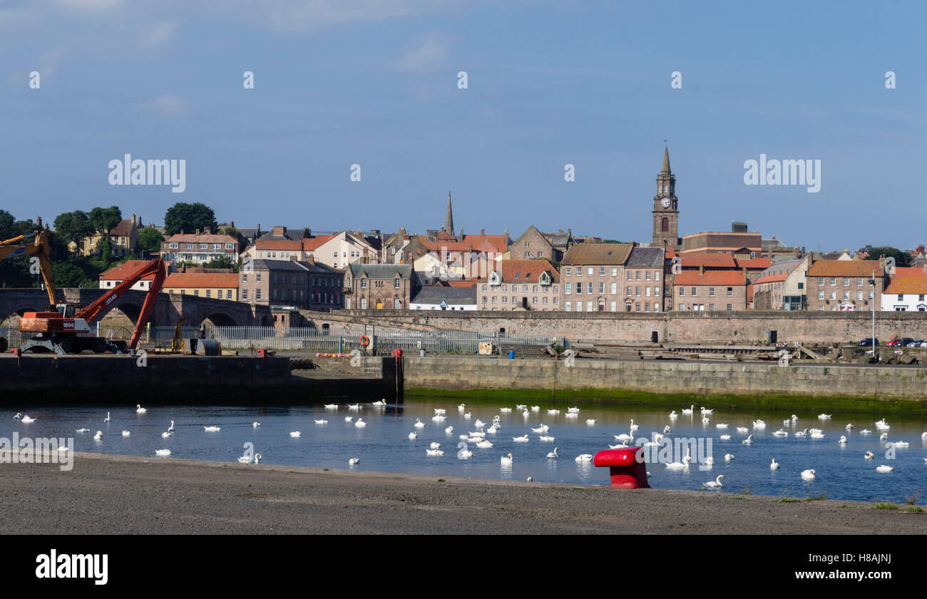 Tweedmouth, Berwick nach Tweed, Northumberland - Tweed Dock mit Schwänen Stockfoto