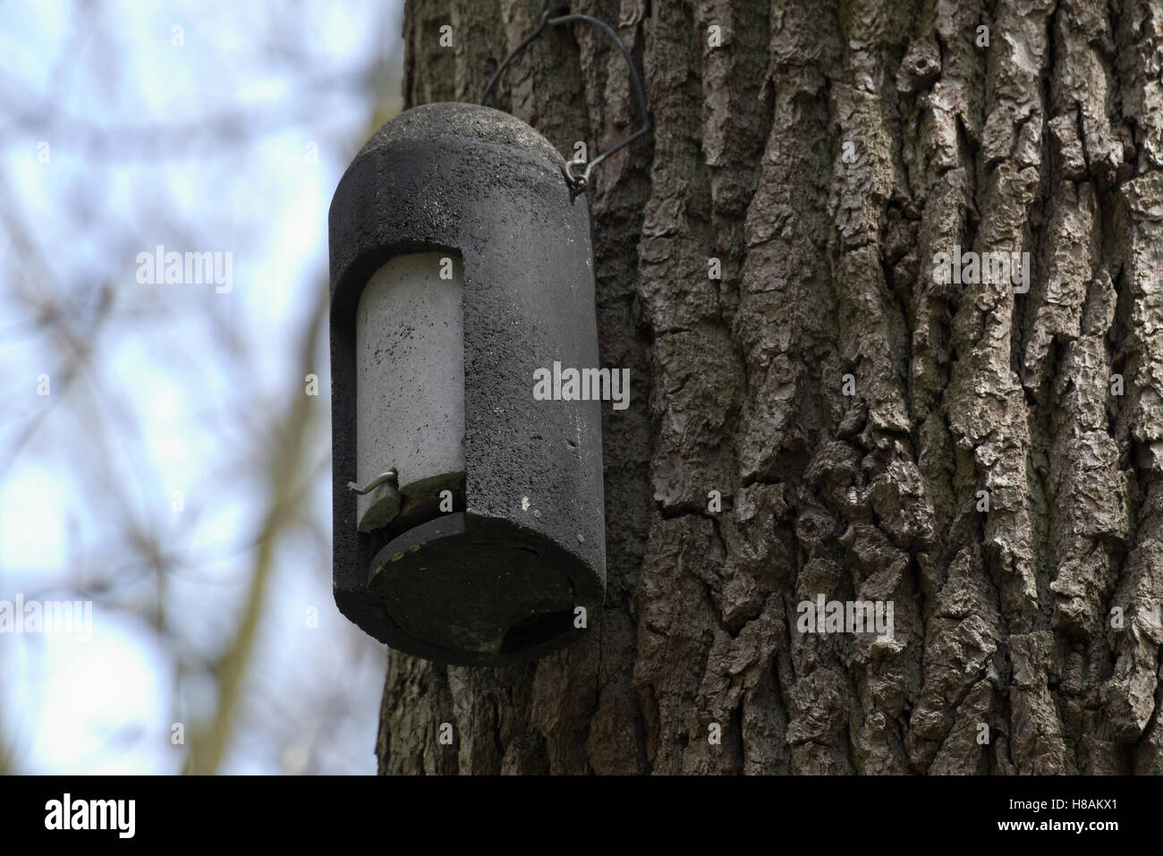 Fledermauskasten in Nature Reserve NSG Eldena, Deutschland. Stockfoto