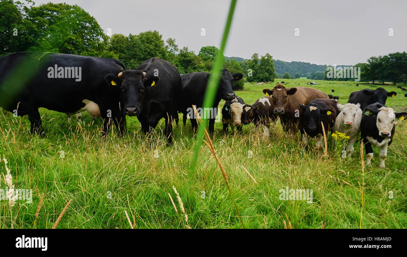 Tiere in der Wildnis Kühe und Igel im Wald landen Stockfoto