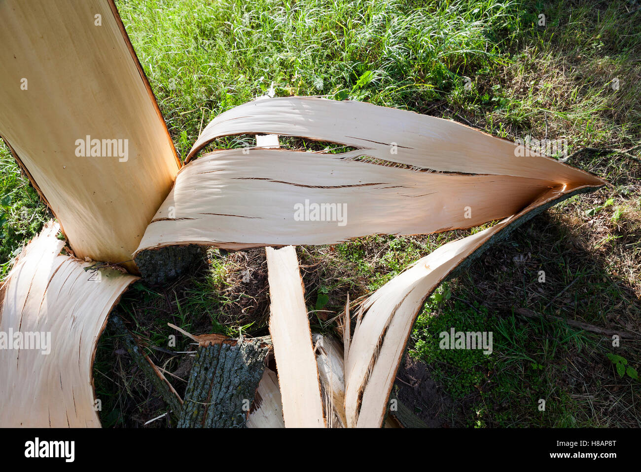 verwittertem Holz gebrochen Stockfoto