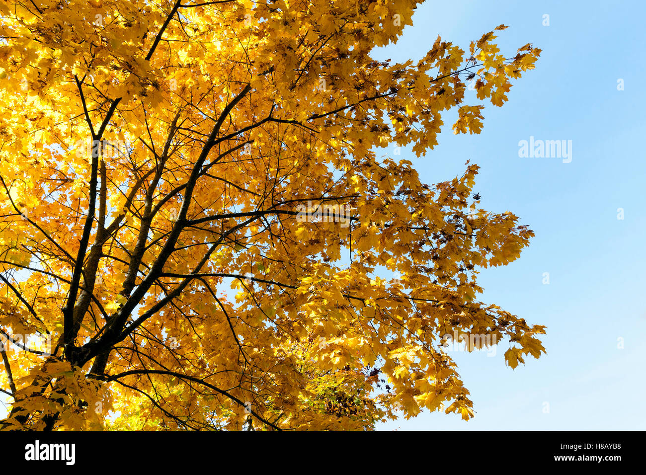 Ahornbäume im Herbst Stockfoto