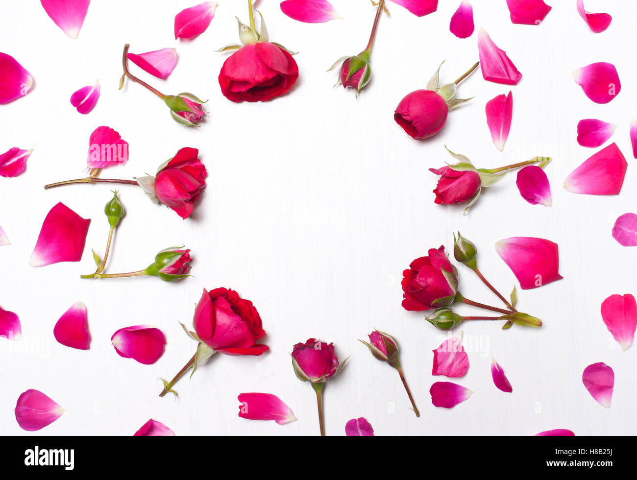 Rahmen aus Rosenblättern auf weißem Hintergrund. Muster aus roten Rosen. Grußkarte der Blume. Flach legen, obenliegende Ansicht Stockfoto