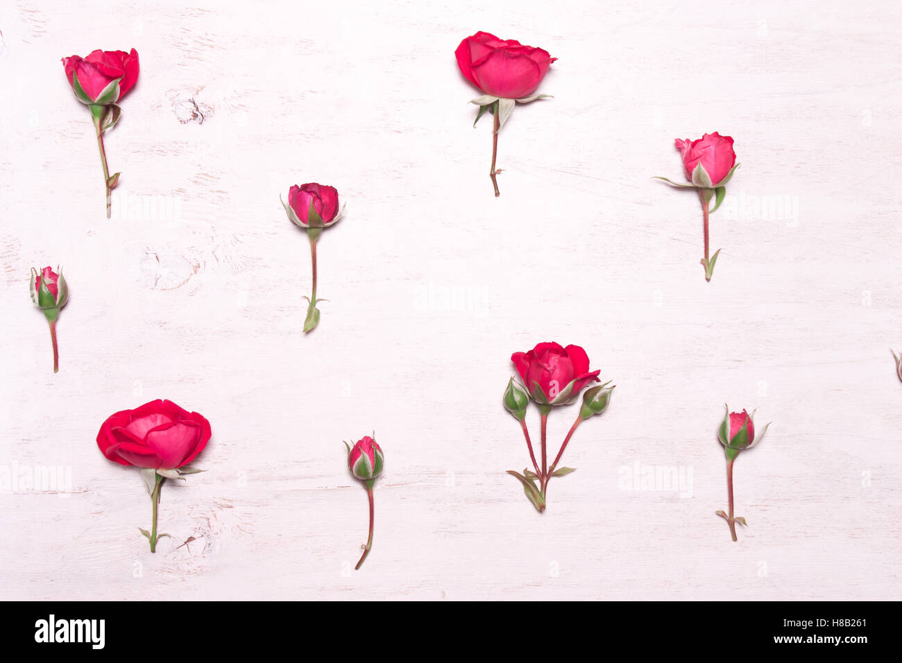 Rote Rosen auf weißem Hintergrund. Ein Muster von rosa Blüten. Flach legen, obenliegende Ansicht. Soft-Fokus Stockfoto