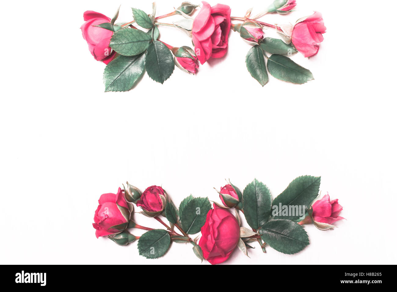 Die Zusammensetzung, Muster aus roten Rosen auf weißem Hintergrund. Rahmen der Blumen. Soft-Fokus. Ansicht von oben Stockfoto