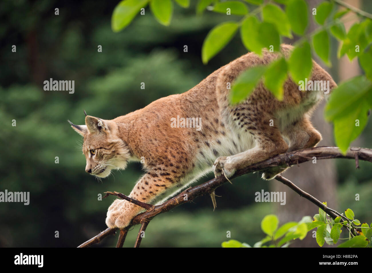 Eurasischer Luchs / Luchs (Lynx Lynx), junges Tier, Jagd, auf eine beeindruckende dünnen Ast von einem Busch, hoch konzentriert. Stockfoto