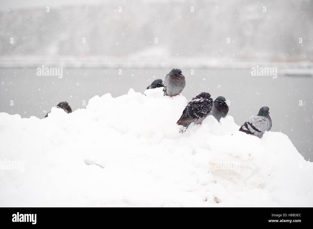 Tauben in einer verschneiten Schweden einfrieren. Stockfoto