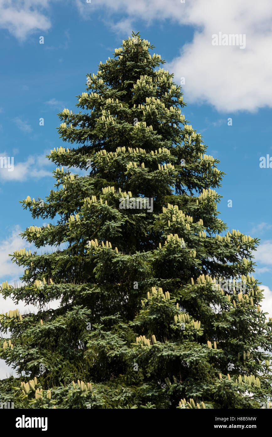 Deutschland, Nordrhein-Westfalen, Werther, Baum Im Schlosspark des Mai Rittergutes Haus Werther. Stockfoto
