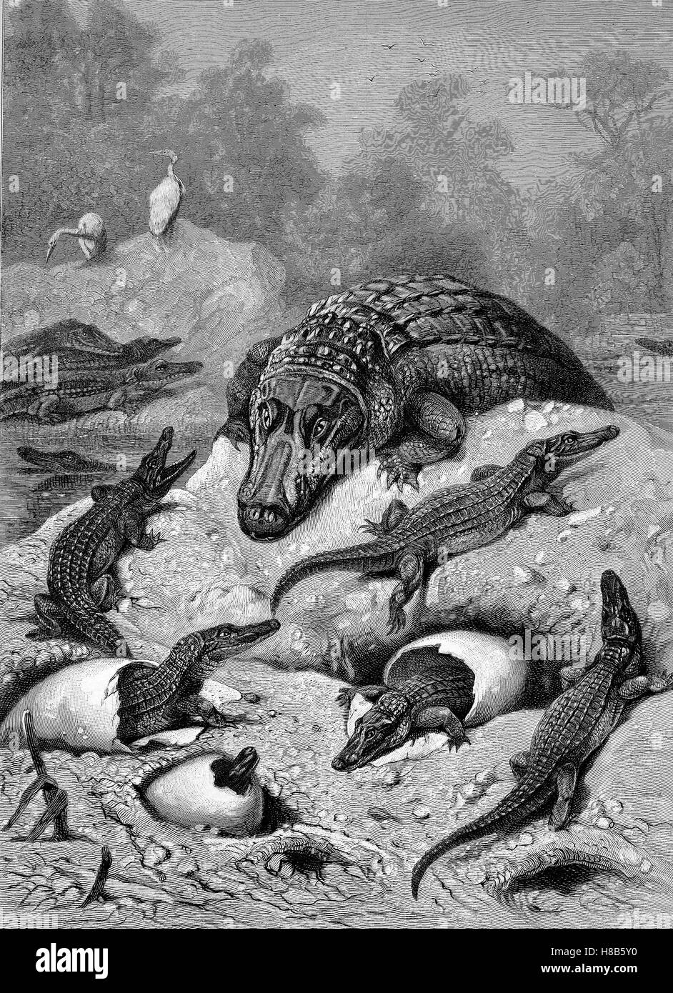 Zucht von Alligatoren, Eiern und frisch geschlüpften Tiere, Holzschnitt aus dem Jahre 1892 Stockfoto