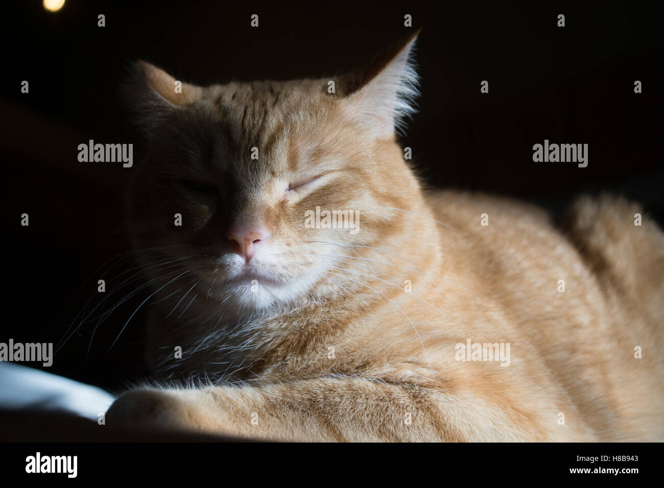 Gelbe Katze entspannend. Stockfoto