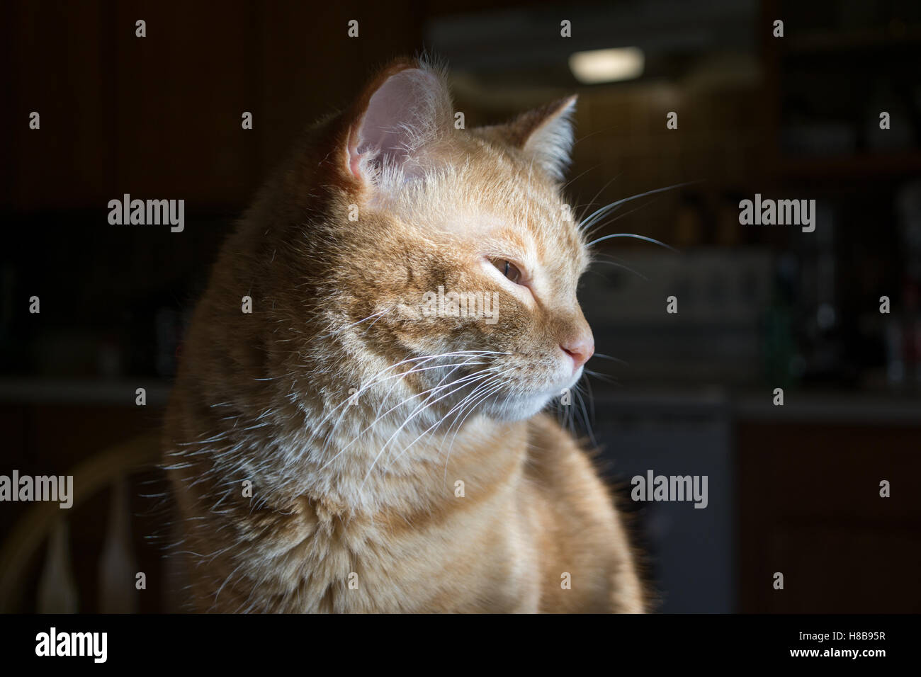 Gelbe Katze in der Sonne. Stockfoto