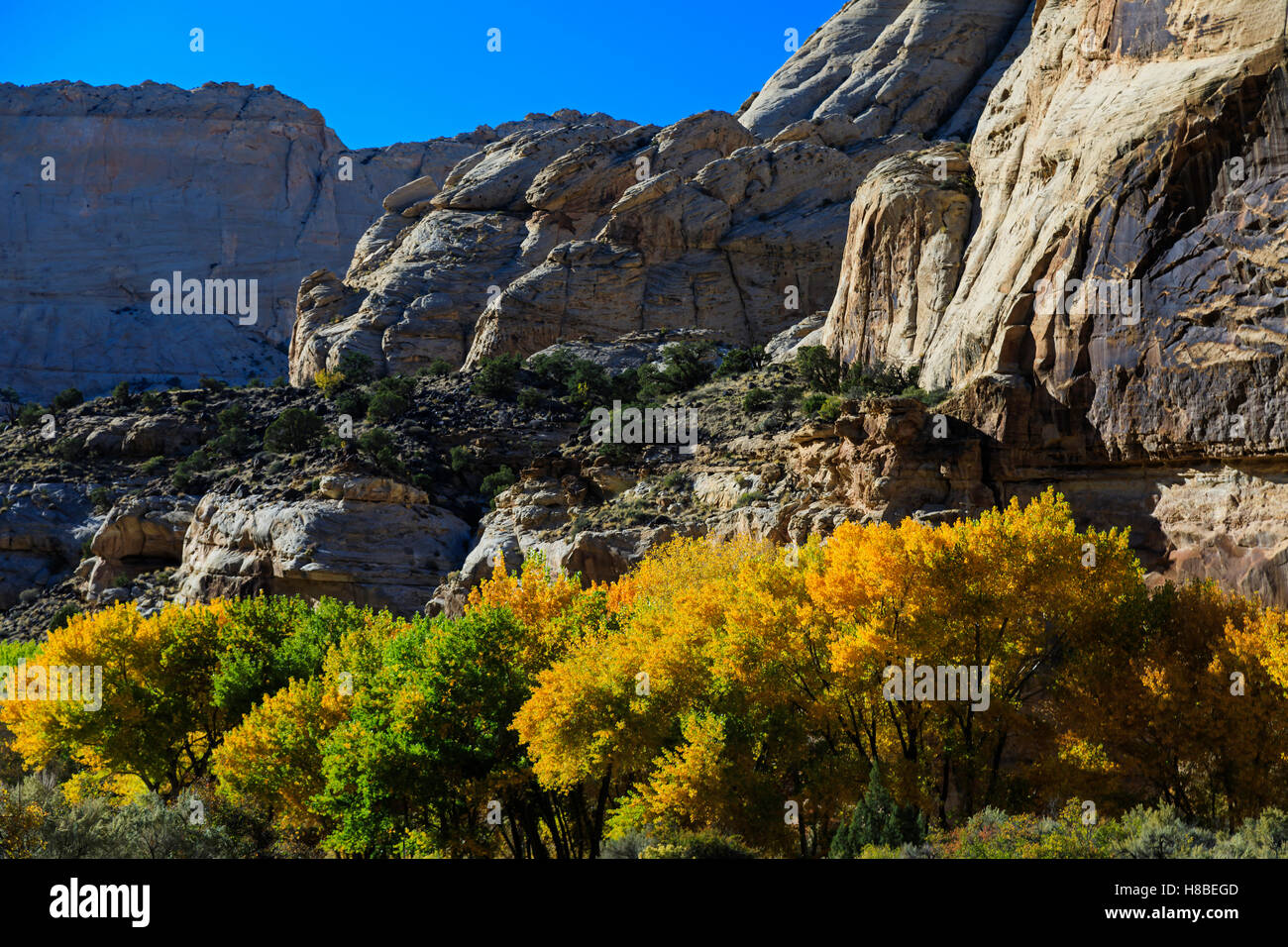 Ein Blick auf die Farben des Herbstes auf den Bäumen entlang Highway 24, Capitol Reef Country Byway in Capitol Reef Nationalpark Utah USA Stockfoto