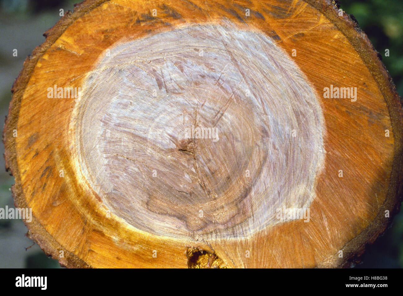 Cross sectional Sägeschnitt durch Baum Stockfoto