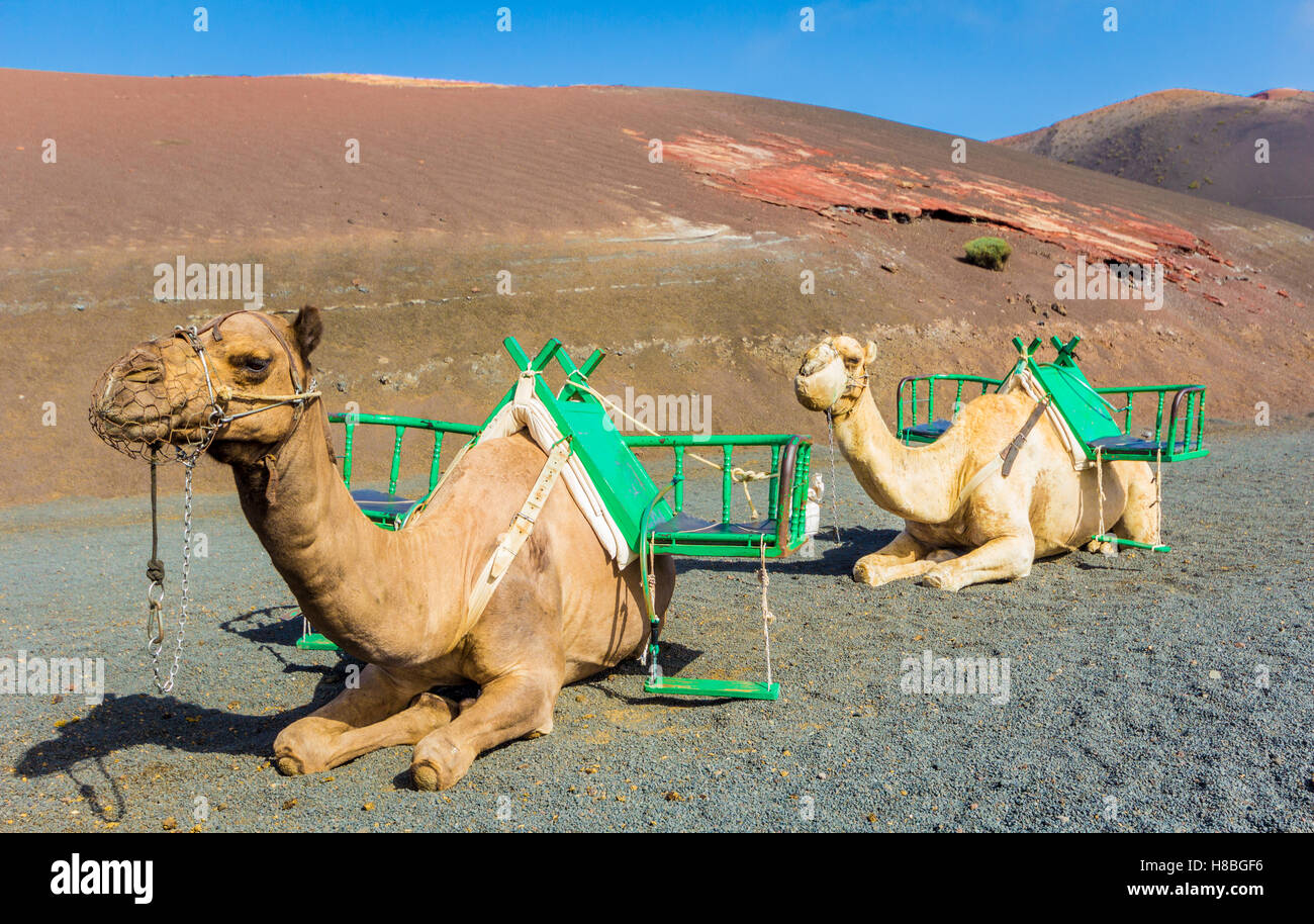 Kamele im Timanfaya Nationalpark wartet auf Touristen, Lanzarote, Kanarische Inseln, Spanien Stockfoto