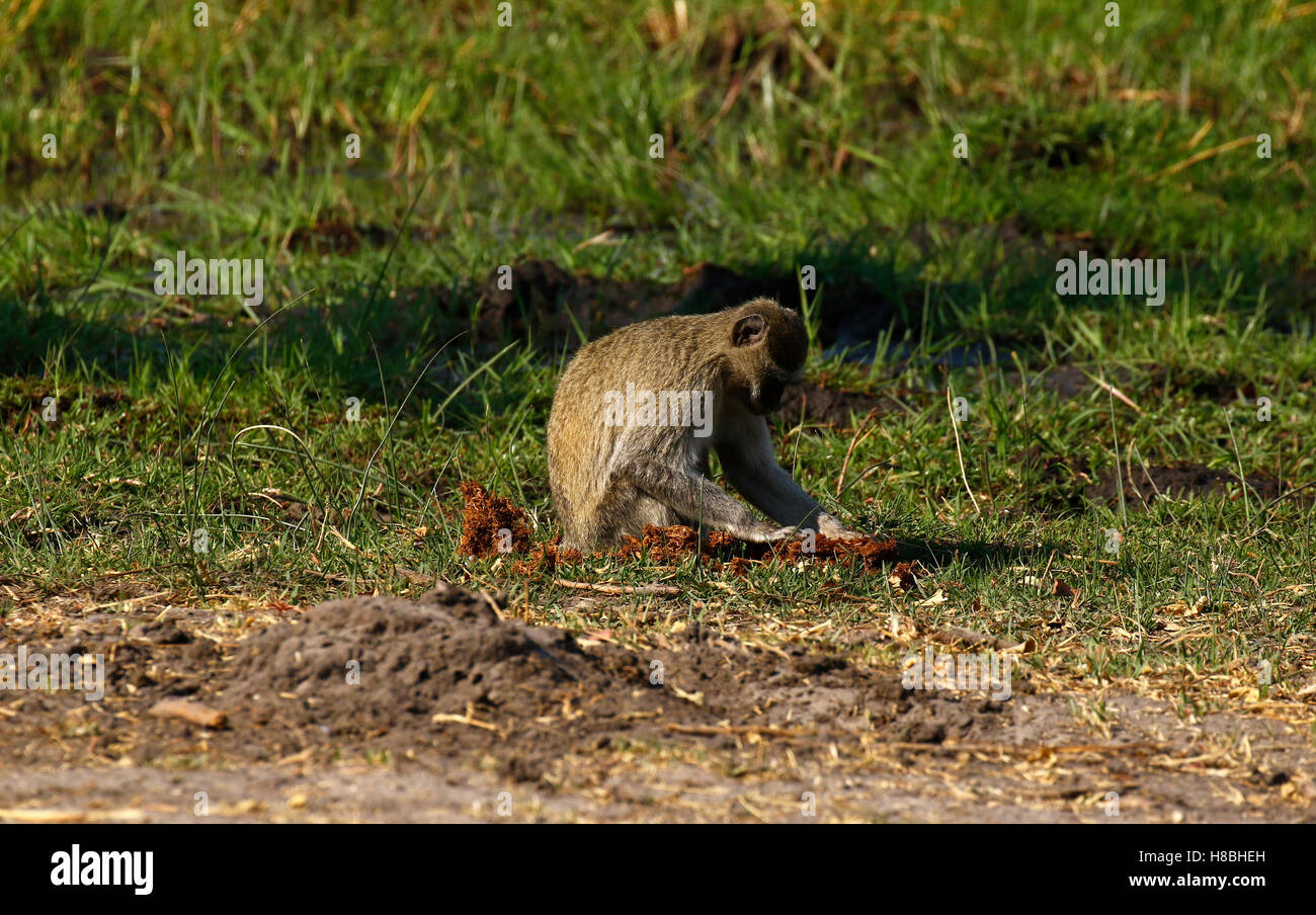 Vervet Affen ermittelnde Elefanten dung leckere Häppchen zu essen! Stockfoto