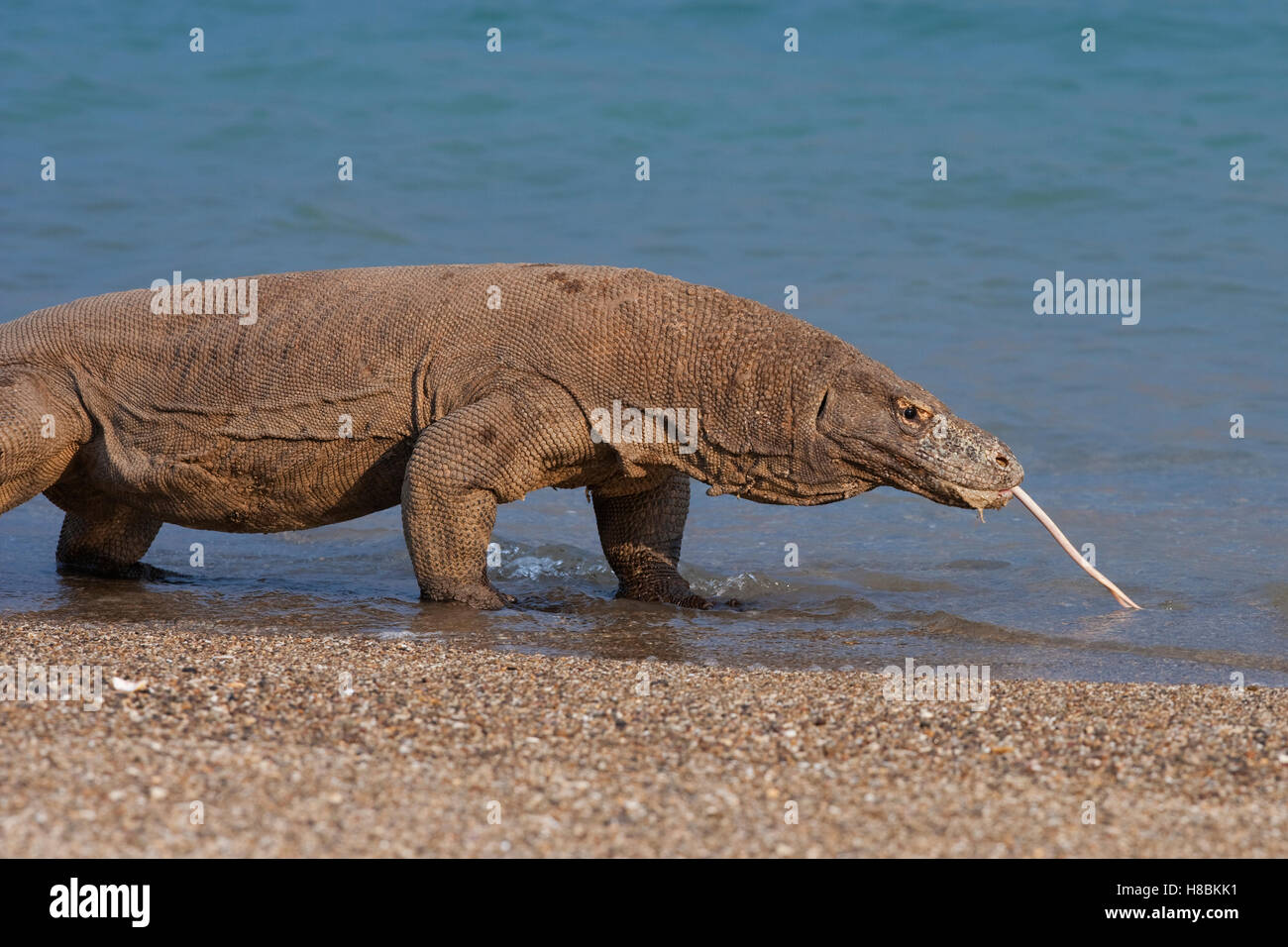KomodoWaran (Varanus Komodoensis) stehen im Meer mit Zunge verlängert