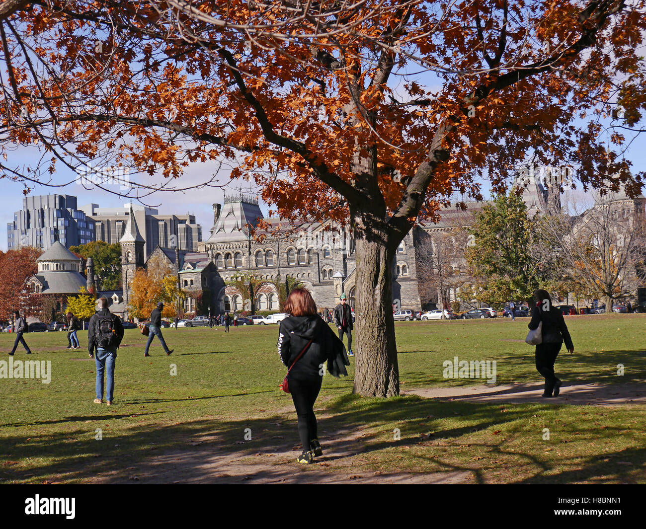 Eiche in brillanter Herbstfarben auf College-campus Stockfoto