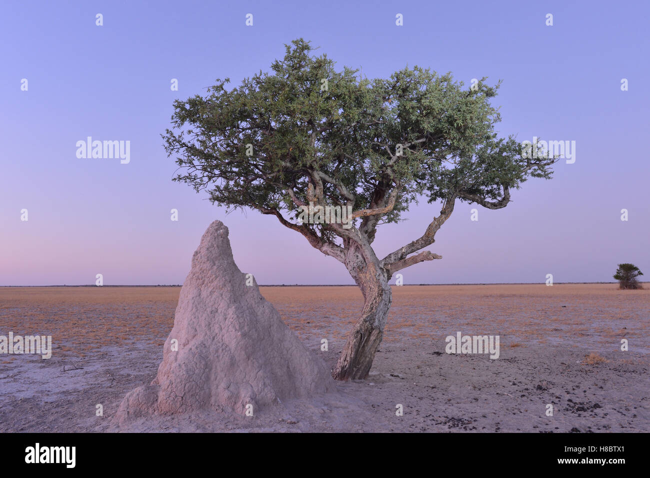 Nahaufnahme von einem Baum neben einer Termite Hügel mitten im nirgendwo Stockfoto