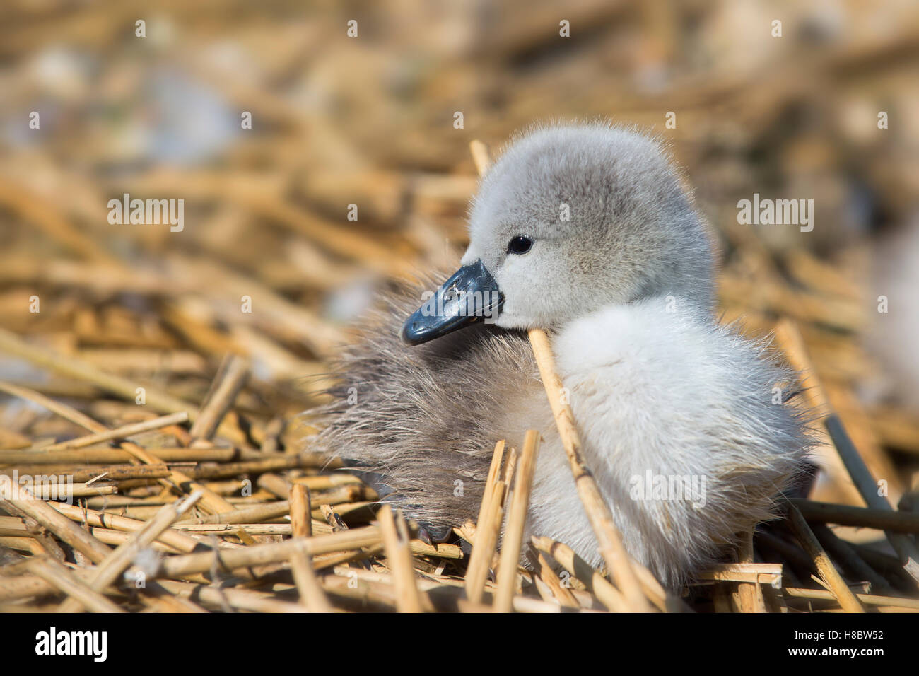 Höckerschwan und Cygnets Stockfoto