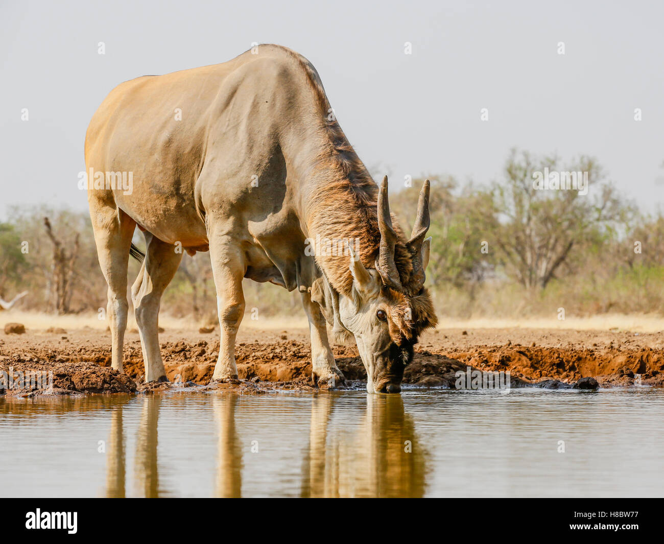Eland, Tauro Oryx, trinken Stockfoto